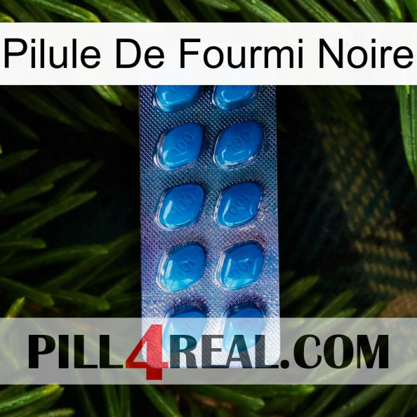 Black Ant Pill viagra1.jpg
